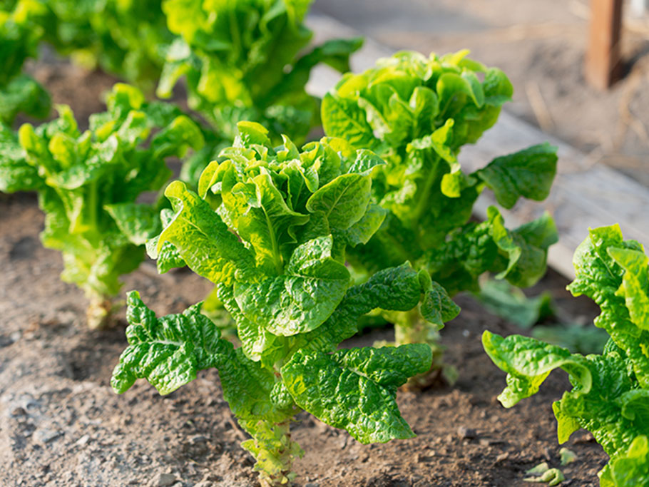 写真：農作物の収穫体験
