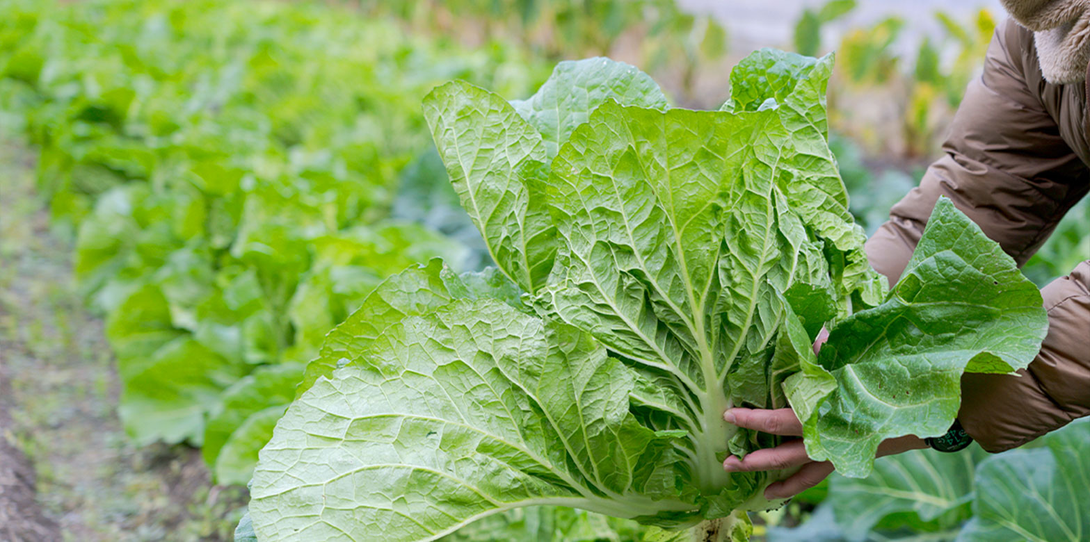 写真：京都府南丹市美山町の風景