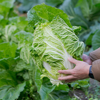 Image：Farming Experience