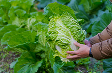 画像:14:00農業体験